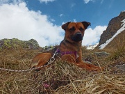 53 Io sono un cane montagnino!